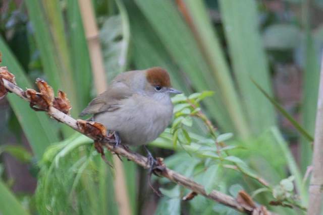 blackcap_strandside_dungarvan_19122010_img_9315_small.jpg