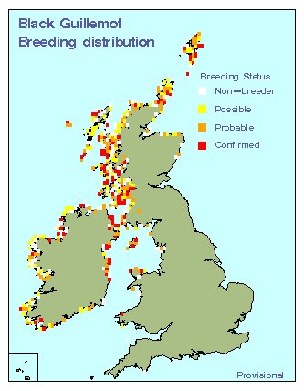 blackguillemot_britirel_breeding_23072009.gif