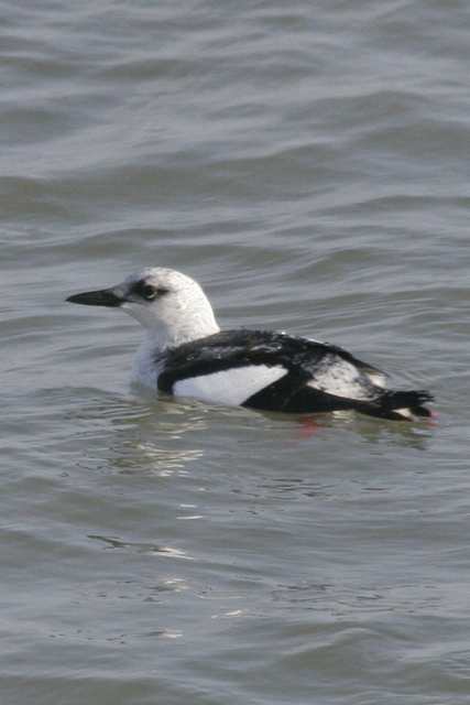 blackguillemot_de_11jan2007.jpg