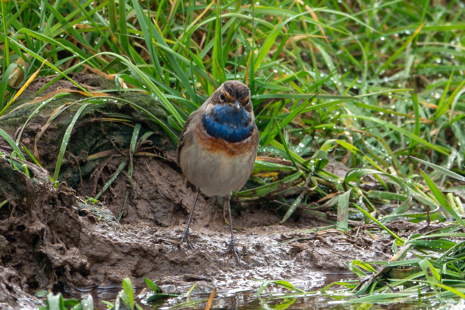 bluet_2_brhd_22032025_dw.jpeg