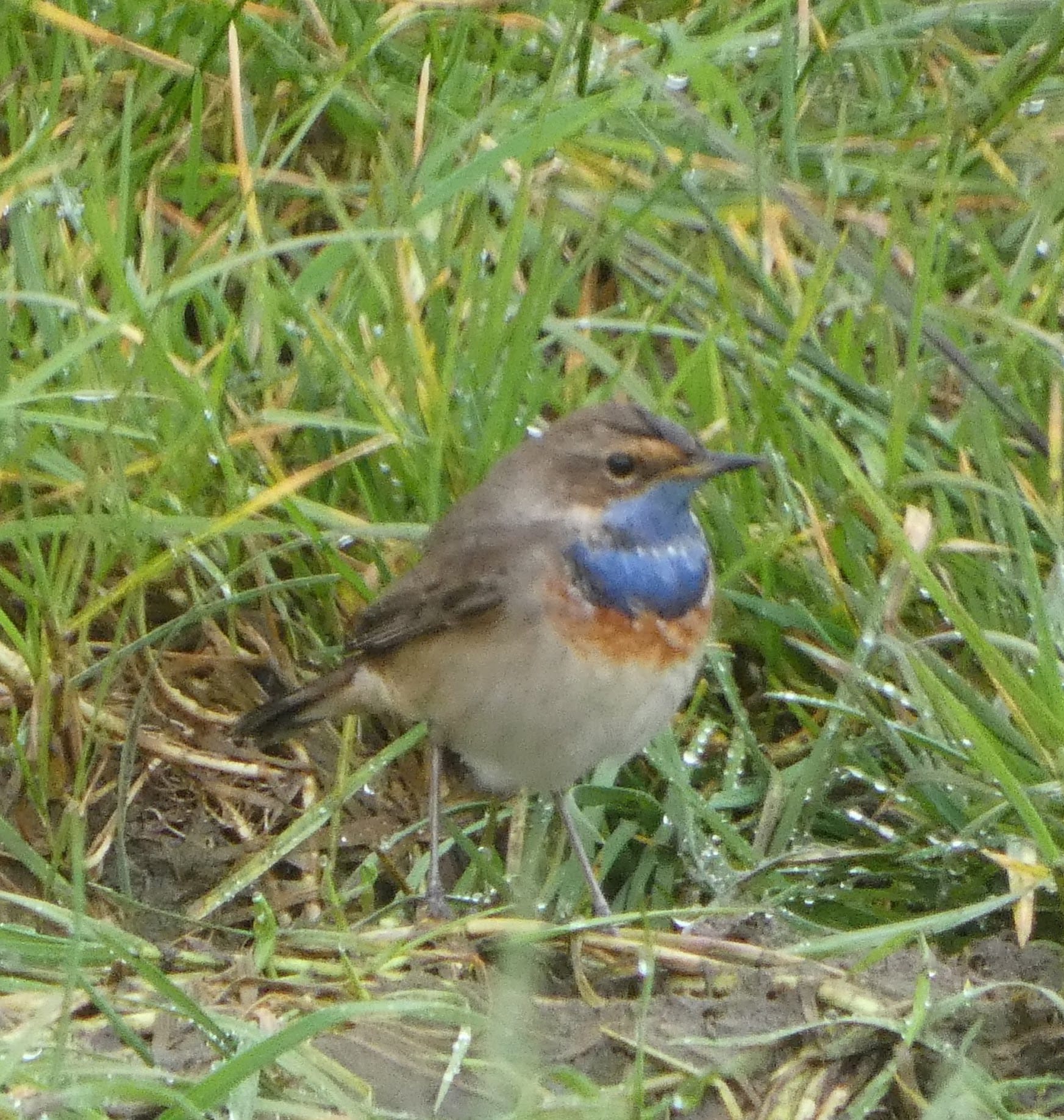 bluet_2_brhd_22032025_jr.jpeg