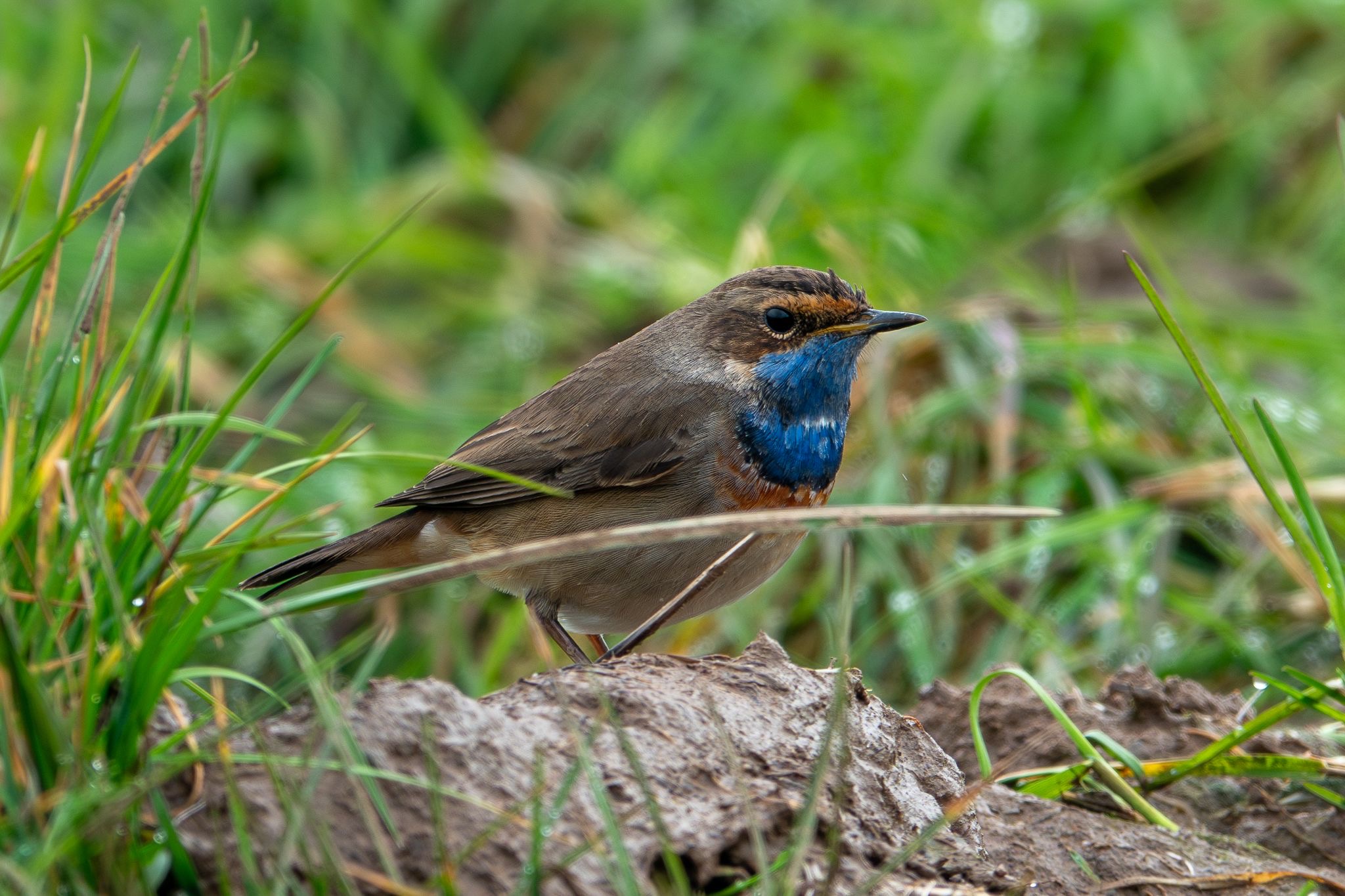 bluet_3_brhd_22032025_dw.jpeg