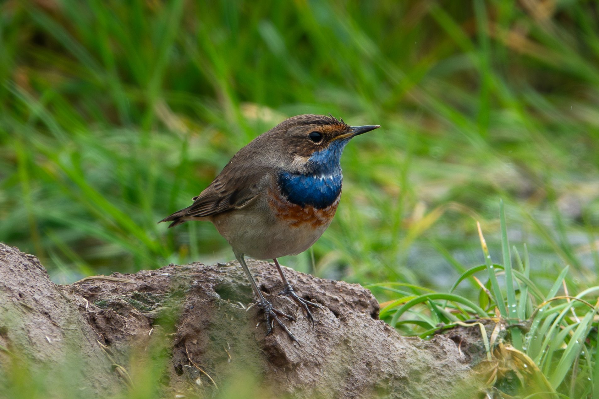 bluet_brhd_22032025_dw.jpeg
