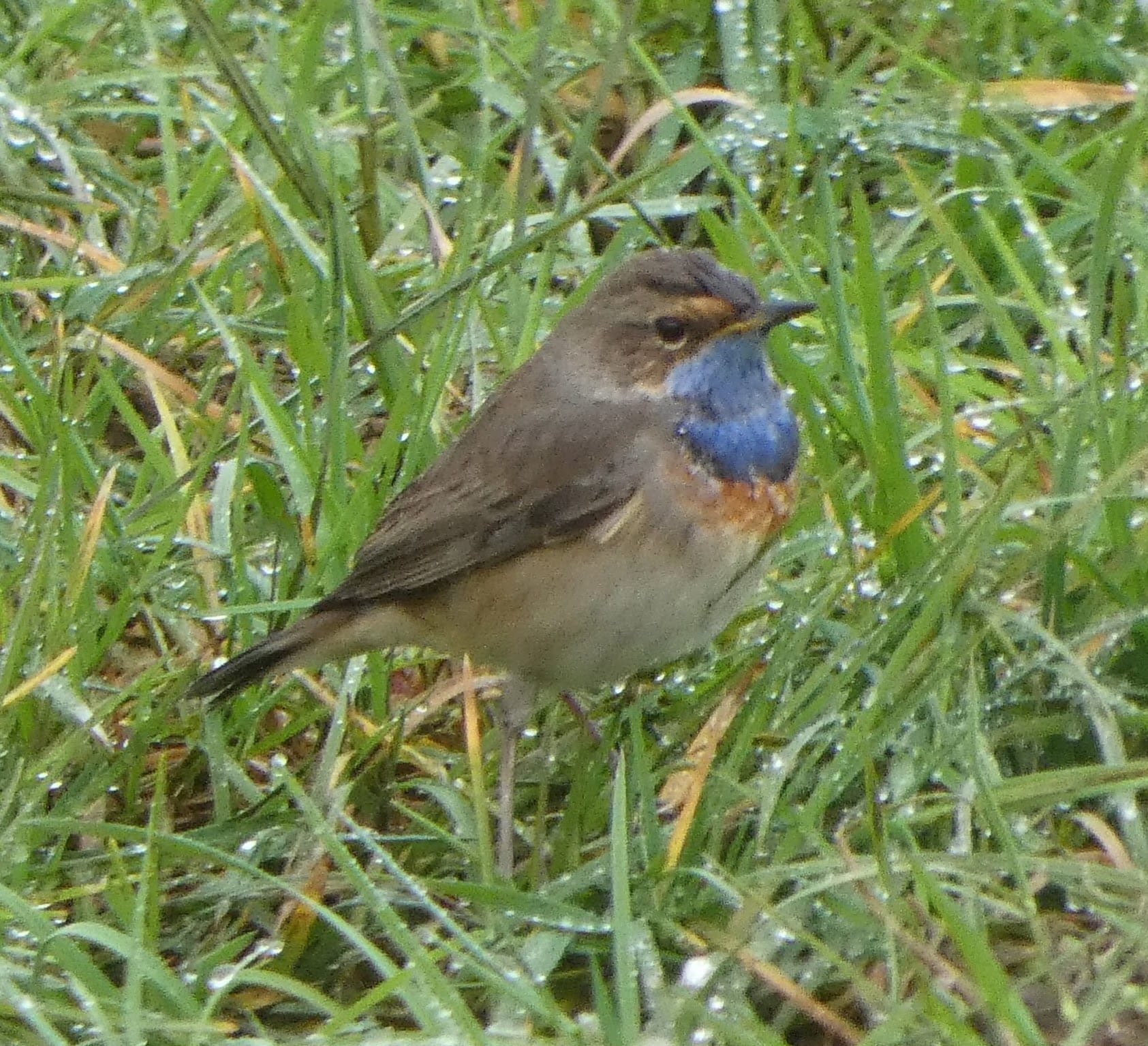 bluet_brhd_22032025_jr.jpeg