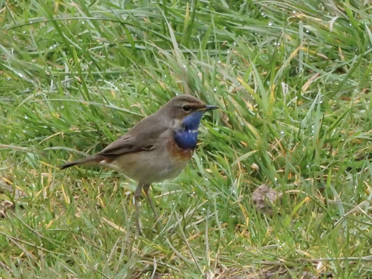 bluet_brhd_25032025_pmw..jpeg