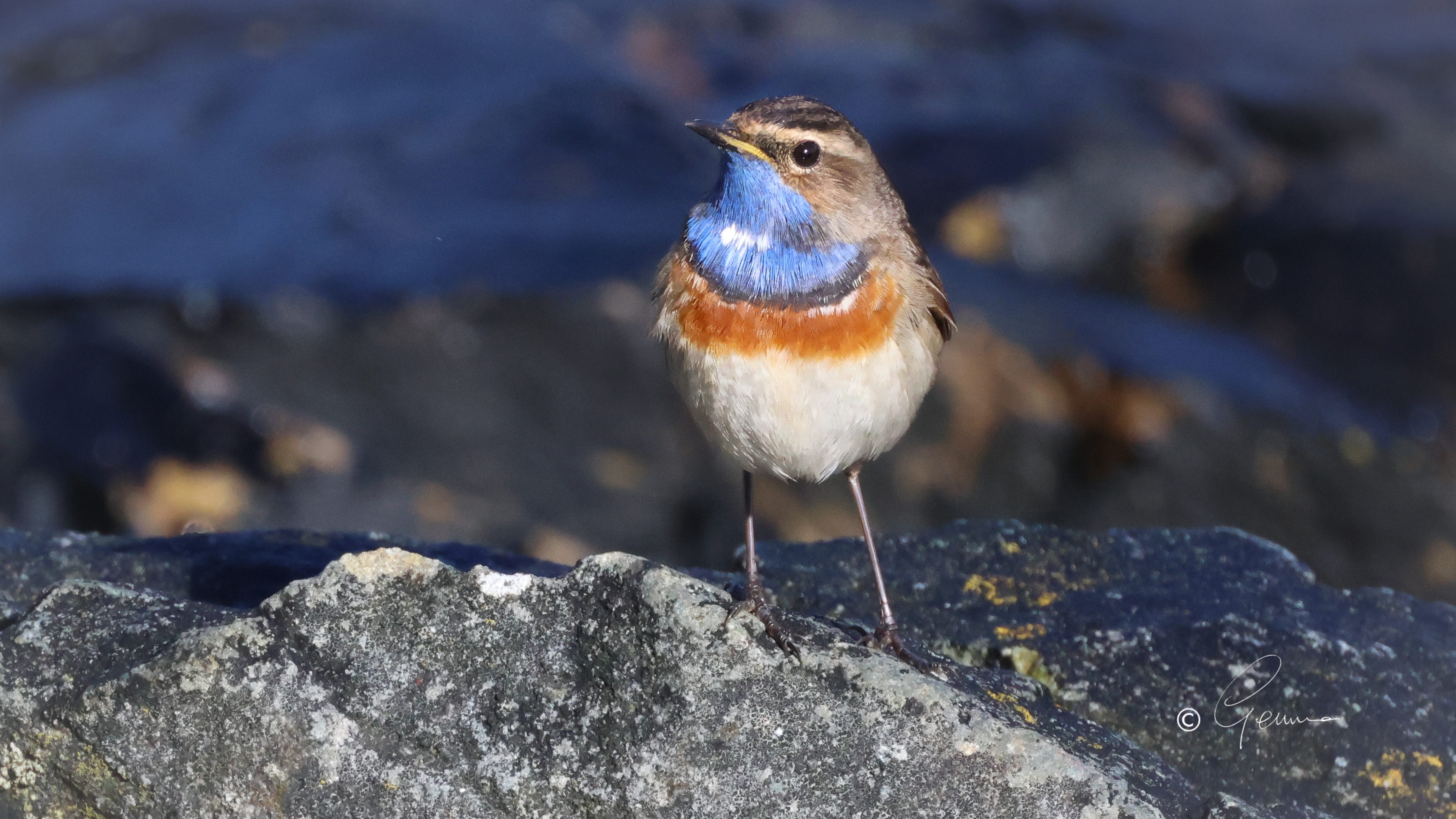 bluet_helvick_28032025_gk.jpeg