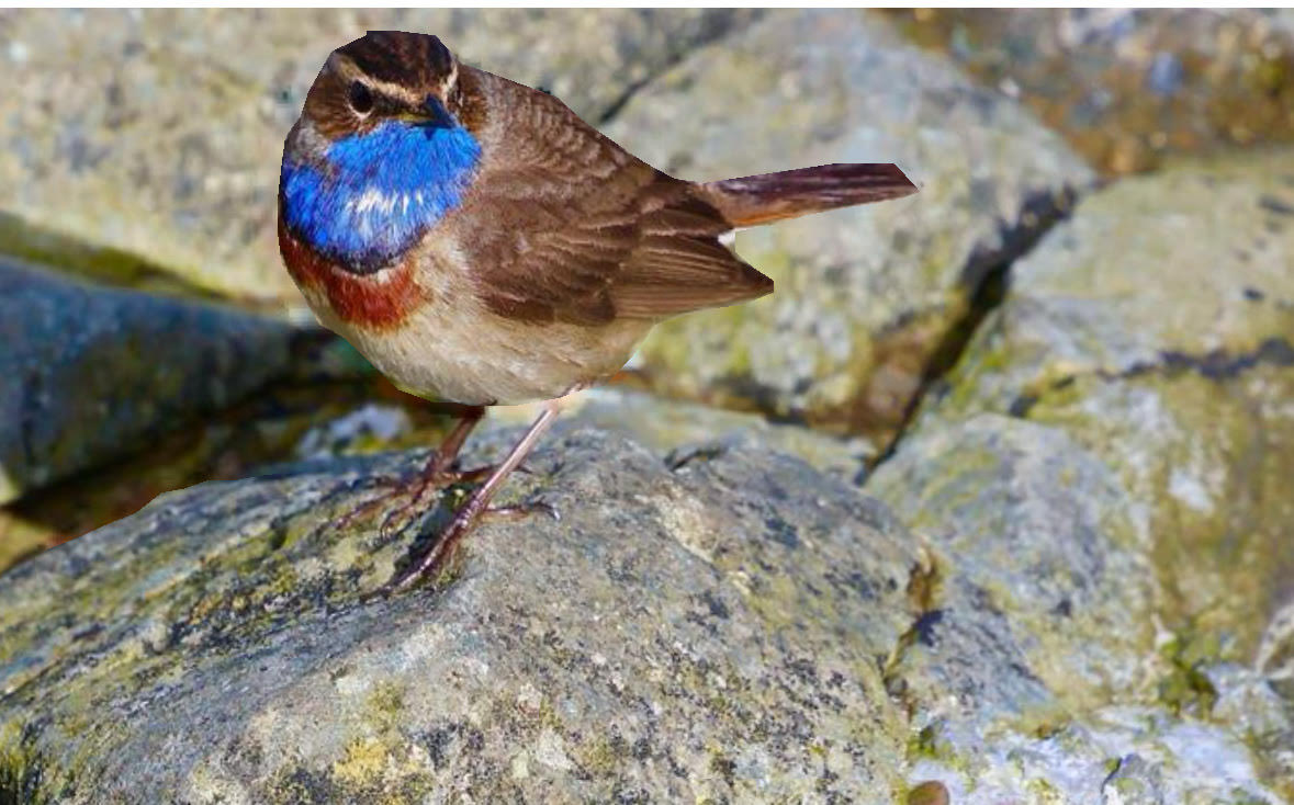 bluethroat_helvick_28032025_vc.jpeg