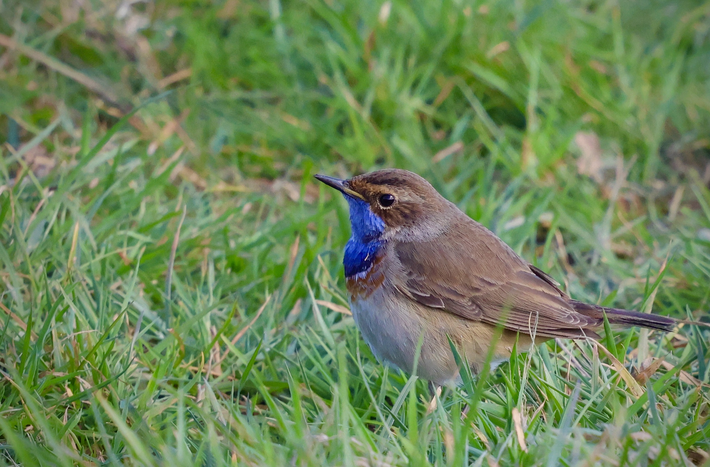bluethroat_path_brownstown_23032025_vc.jpeg