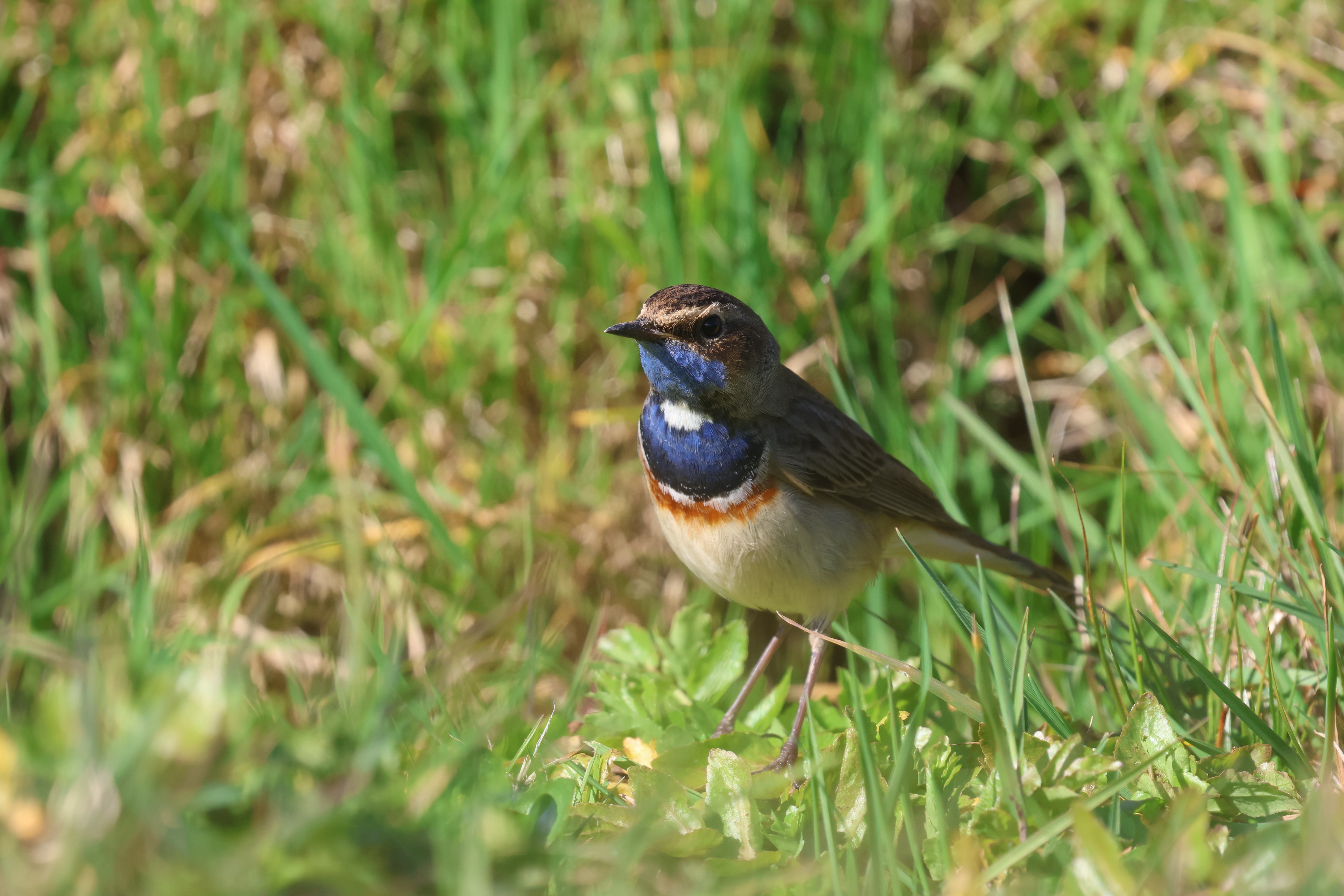 bluethroat_ruins_brownstown_23032025_vc.jpeg