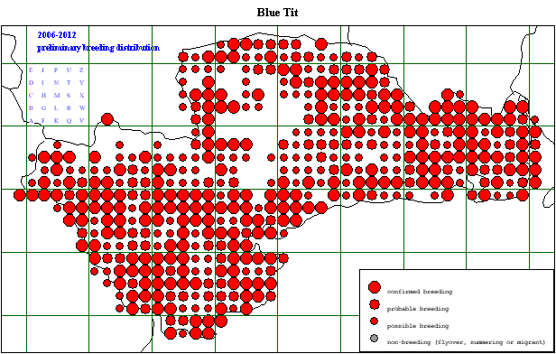 bluti_20062012_breeding.gif