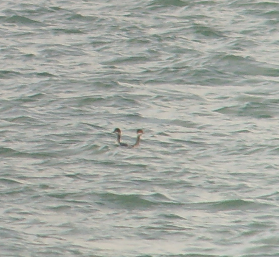 bngrebes_dungarvan_mc_22012012_snv38667.jpg