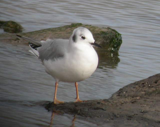 bonapartesgull_ad_ardmore_28oct2007_1a.jpg