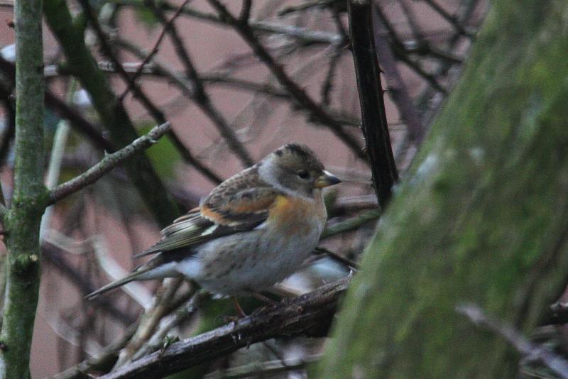 brambling_dungarvan_23012011_img_2135_small.jpg