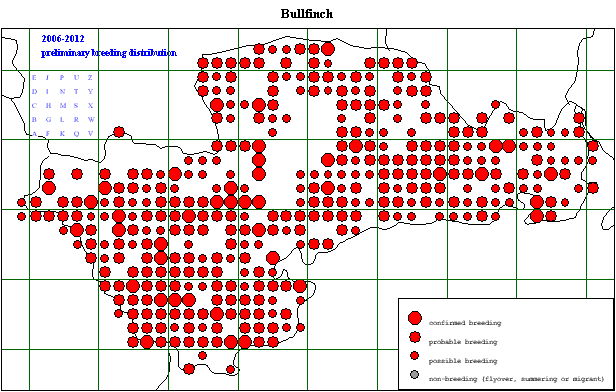 bullf_20062012_breeding.gif