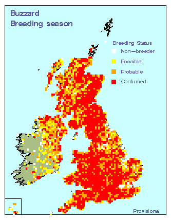 buzzard_breeding_britirel_28092010.gif