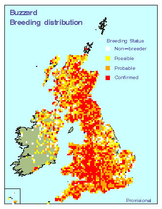 buzzard_britirel_breeding_24062009.gif