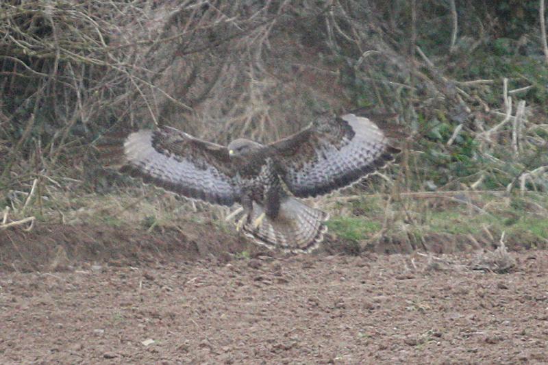 buzzard_nrportlaw_19032010_img_9307_small.jpg