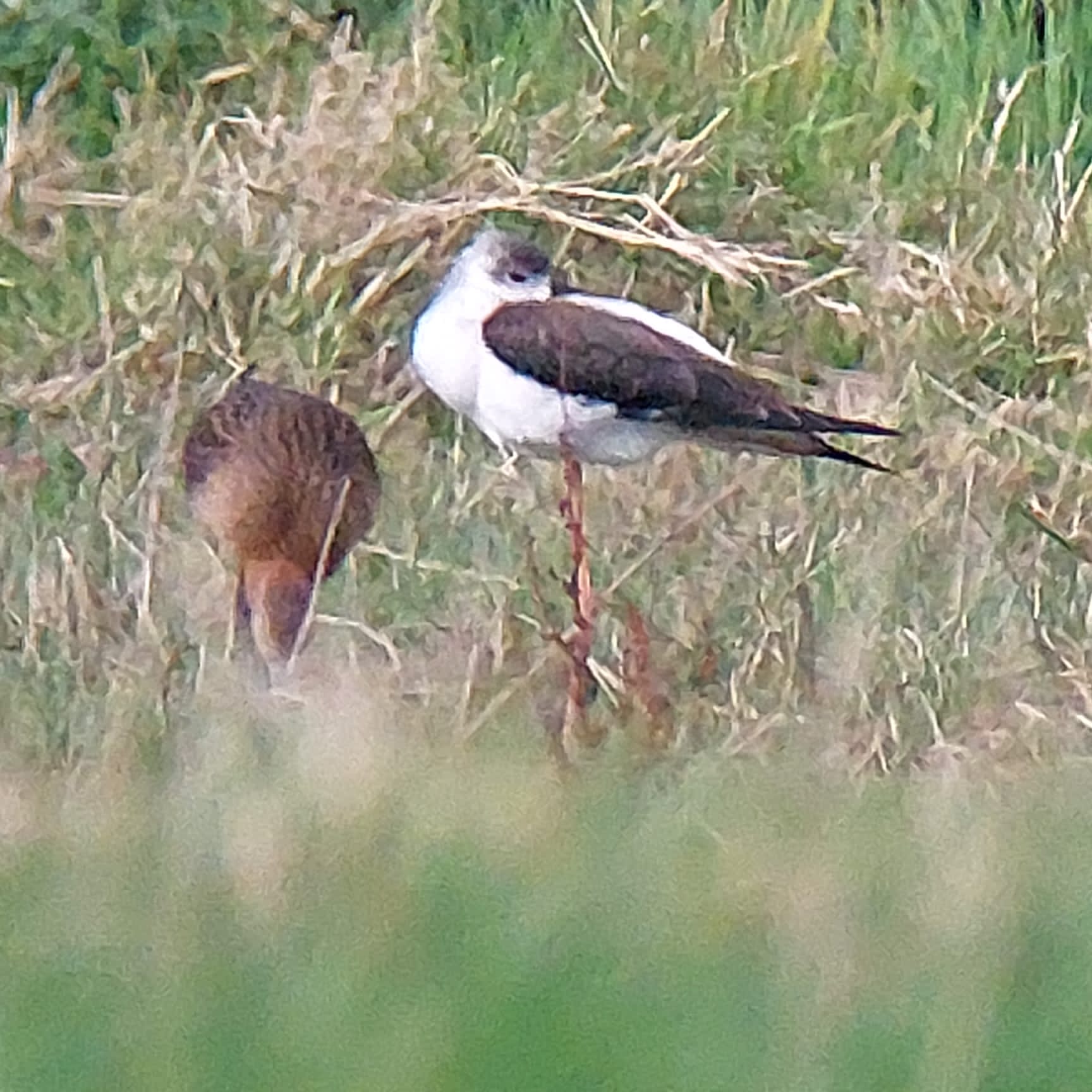 bwstilt_lisselan_01092023_pa.jpeg