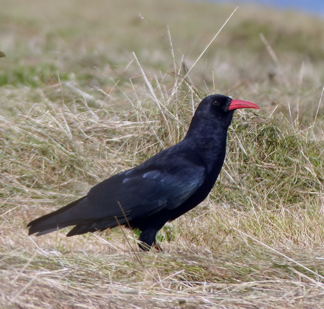 chough_ram_tk_10092014_012dd3_med.jpg