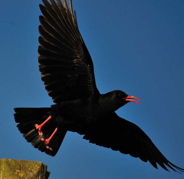 chough_whitingbay_28022011.jpg