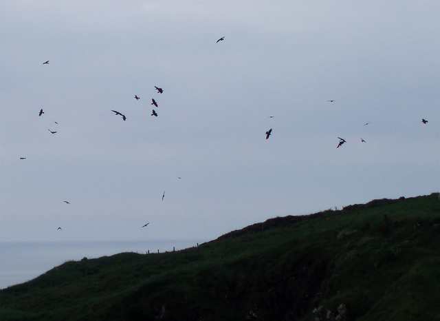 choughs_ramhd_7sept2007.jpg