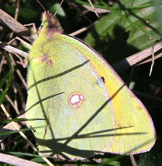 clouded_yellow3_ramhd_24oct2006.jpg