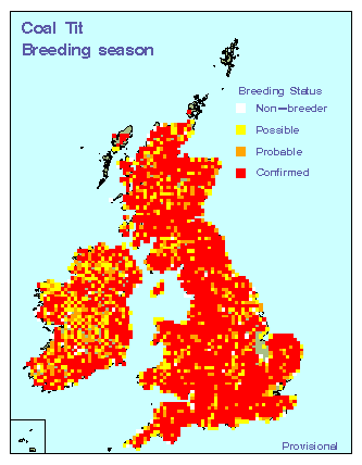 coati_breeding_britirel_23092010.gif