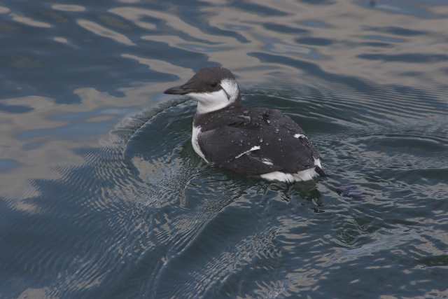 commonguillemot_dungarvan_23092008.jpg