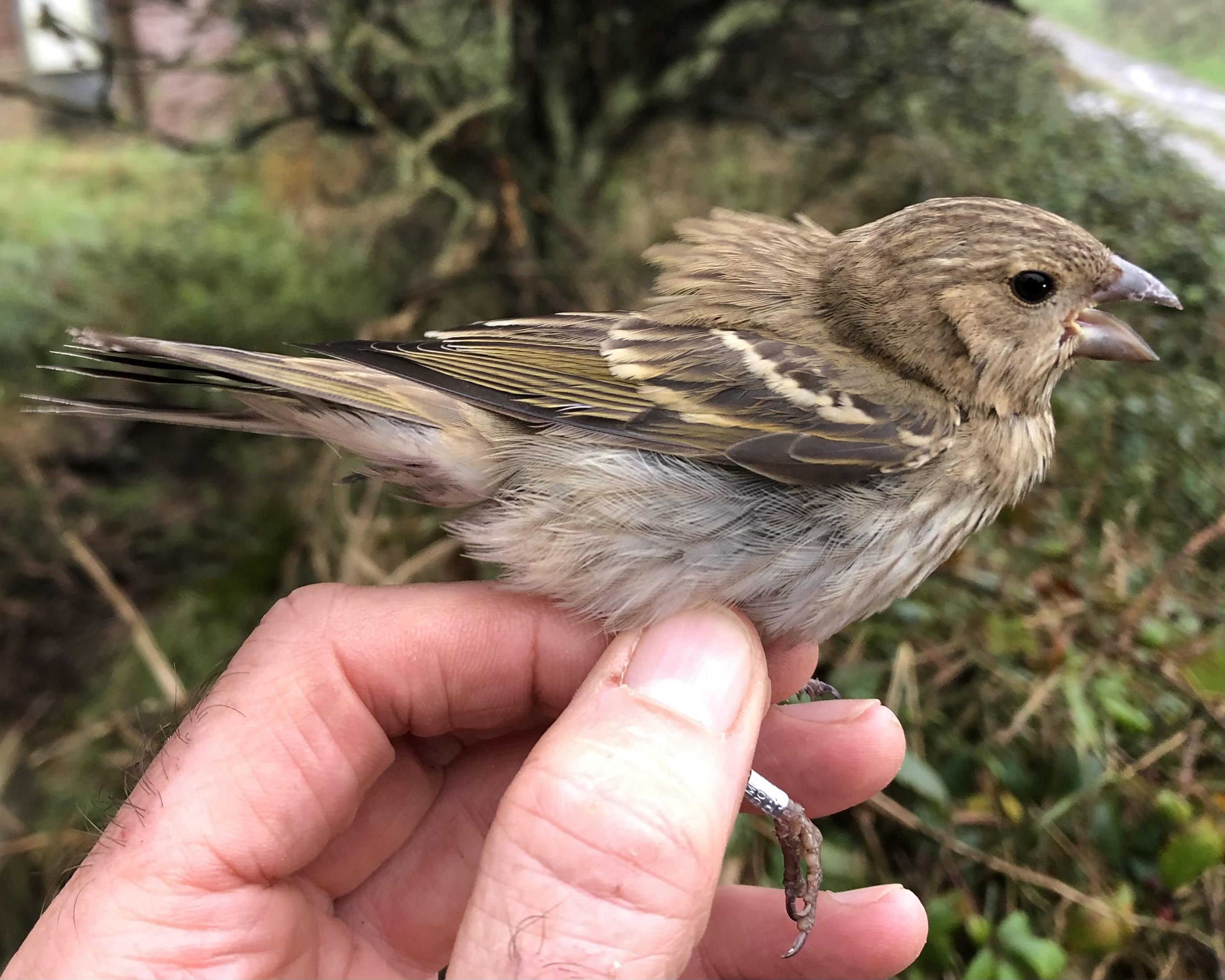 crosefinch_brhd_oct2023_pmw.jpeg