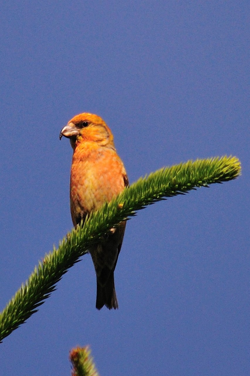 crossbill7_tipp_02072011.jpg