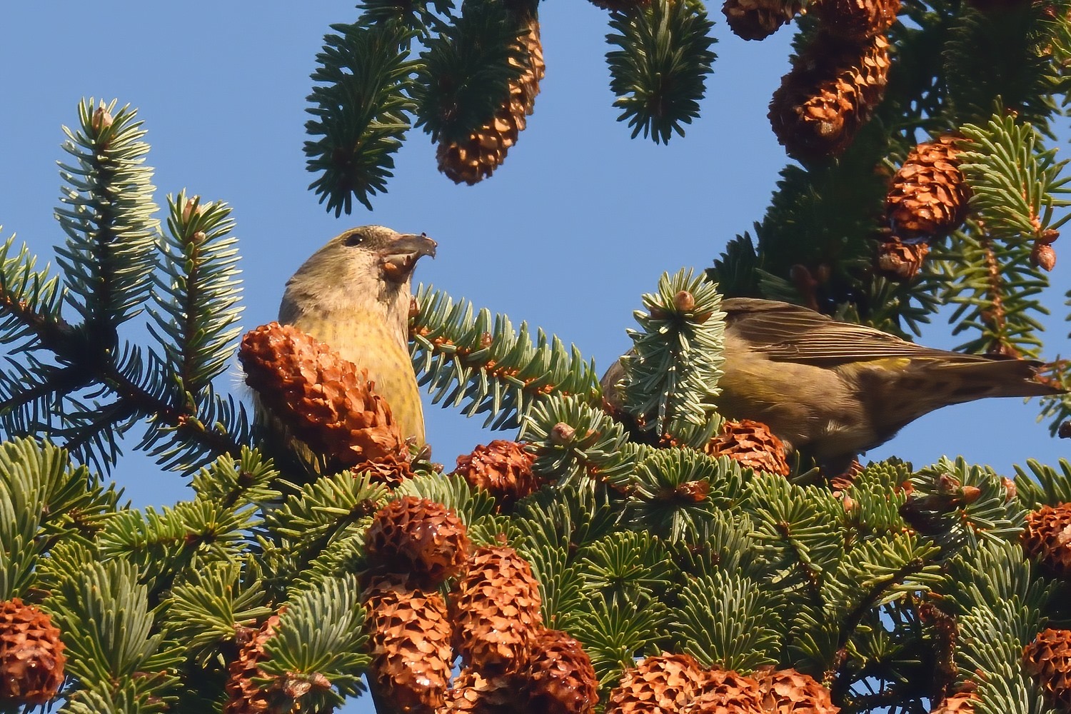 crossbills_nrlismore_26092023_adm.jpeg