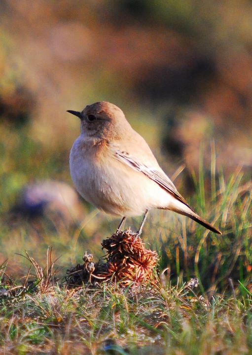 desertwheatear_brownstownhd_22112011_mf_1.jpg