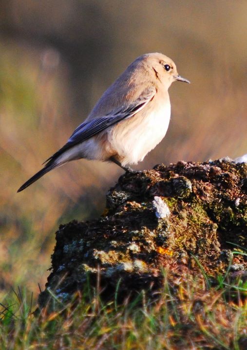 desertwheatear_brownstownhd_22112011_mf_2.jpg