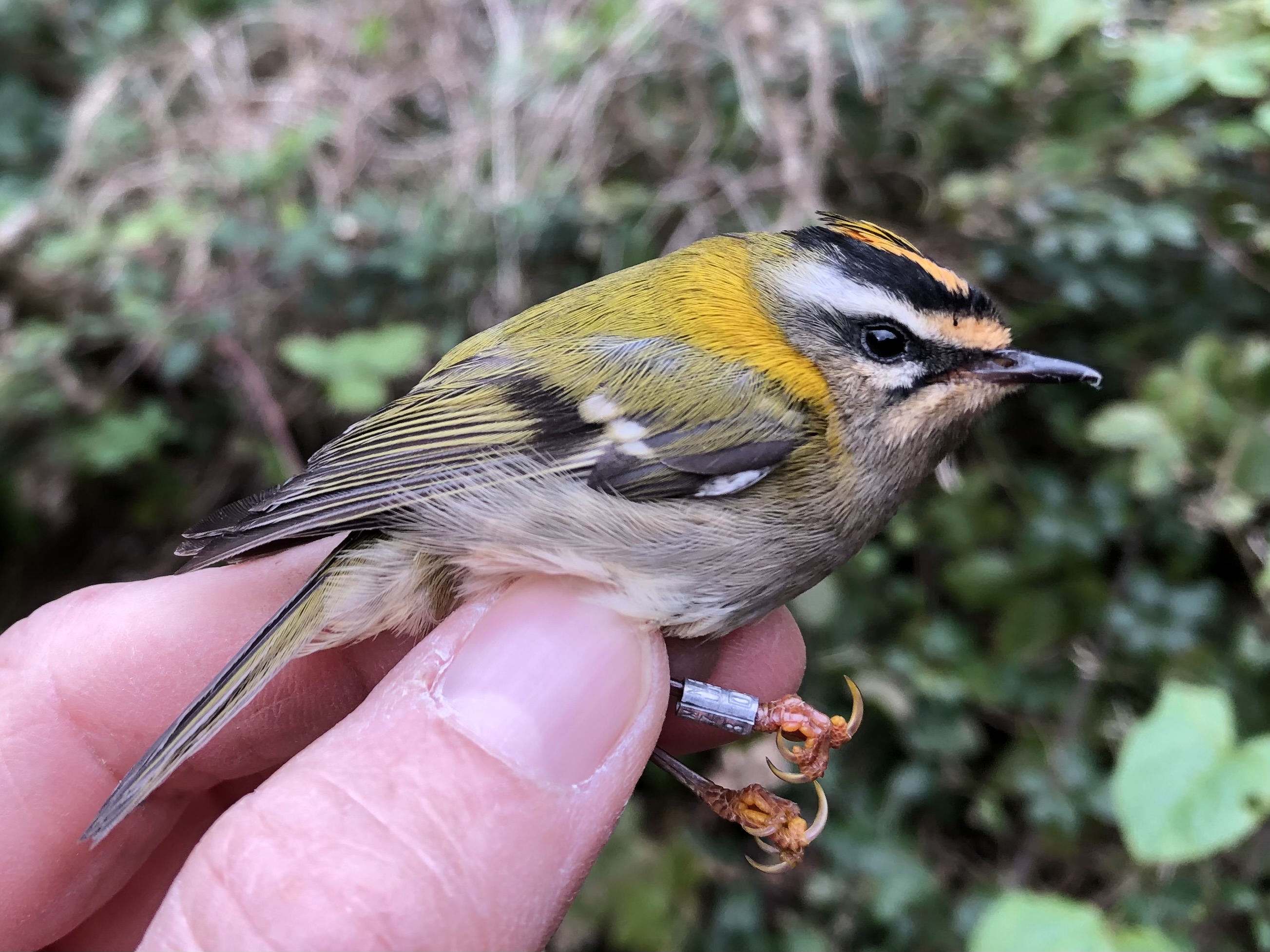 firecrest_brhd_16102023_pmw.jpeg