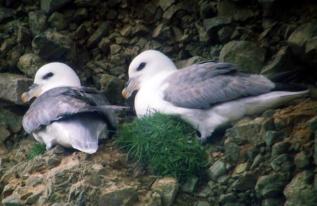 fulmars_bunmahon_14032009_snv32397.jpg