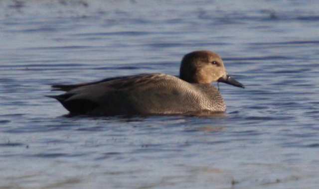 gadwall_tramore_7feb2009_img_0006_small.jpg