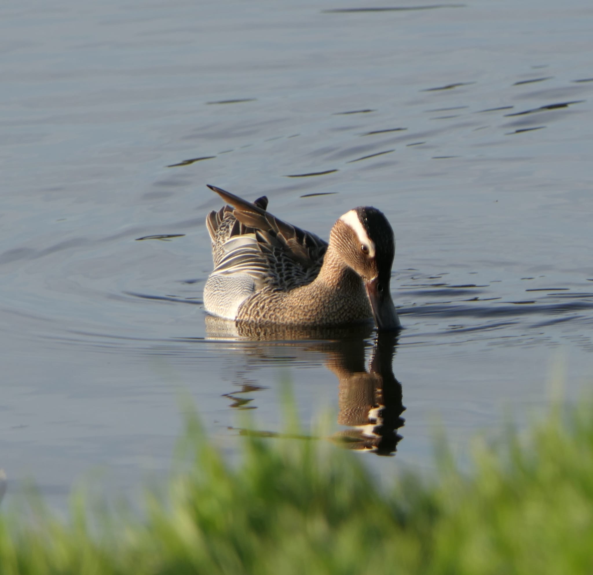 garganey_tramoreblake_23052023_mc.jpeg