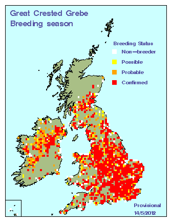 gcgrebe_breeding_britirel_14052012.gif