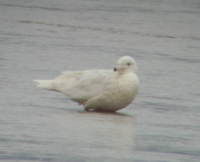 glaucgull_2w_cunnigar_31012009_snv30021.jpg