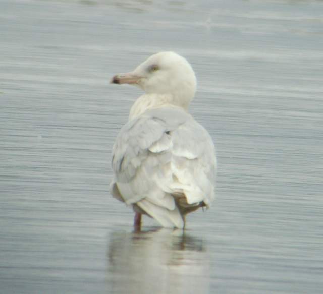 glaucgull_4w_cunnigar_31012009_snv30018.jpg