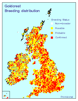 goldcrest_breeding_britirel_17062009.gif