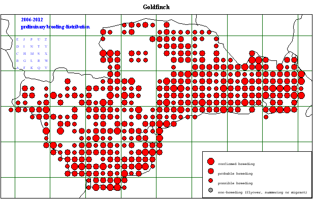 goldf_20062012_breeding.gif