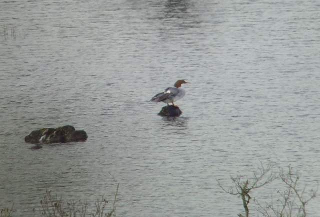 goosander_ballyscanlan_12022011_snv36798.jpg
