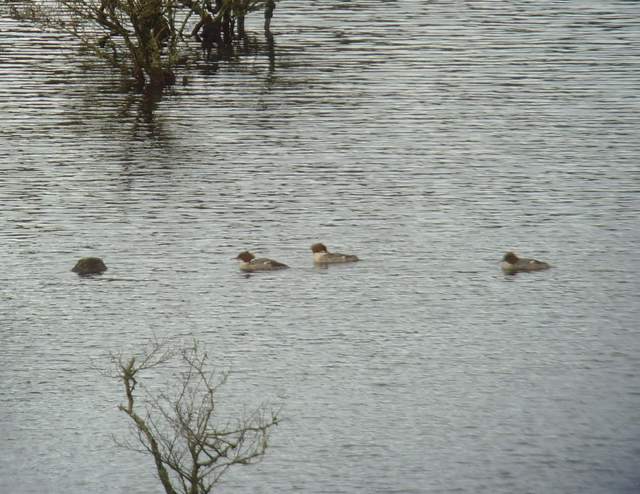 goosander_ballyscanlan_12022011_snv36825.jpg