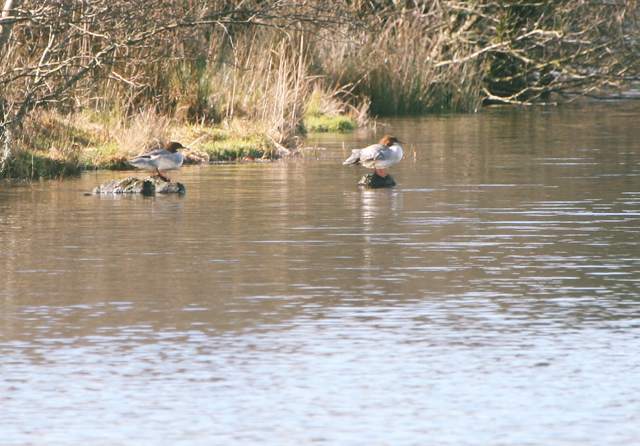 goosanders_ballyscanlan_13022011.jpg