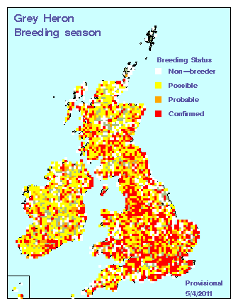 greyheron_breeding_britirel_05042011.gif