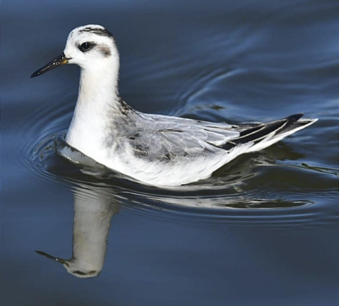 greyphal_tramore_sep2023_amcn.jpeg