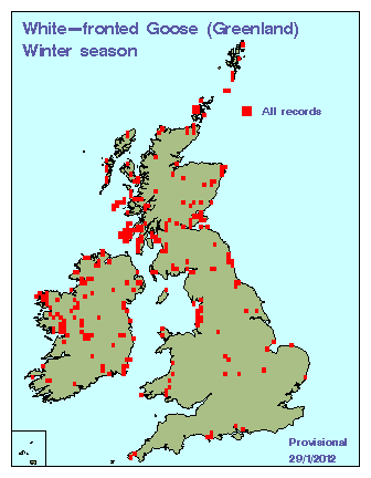 gwfgoose_winter_britirel_29012012.gif