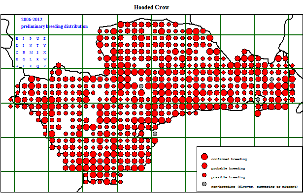 hoocr_20062012_breeding.gif