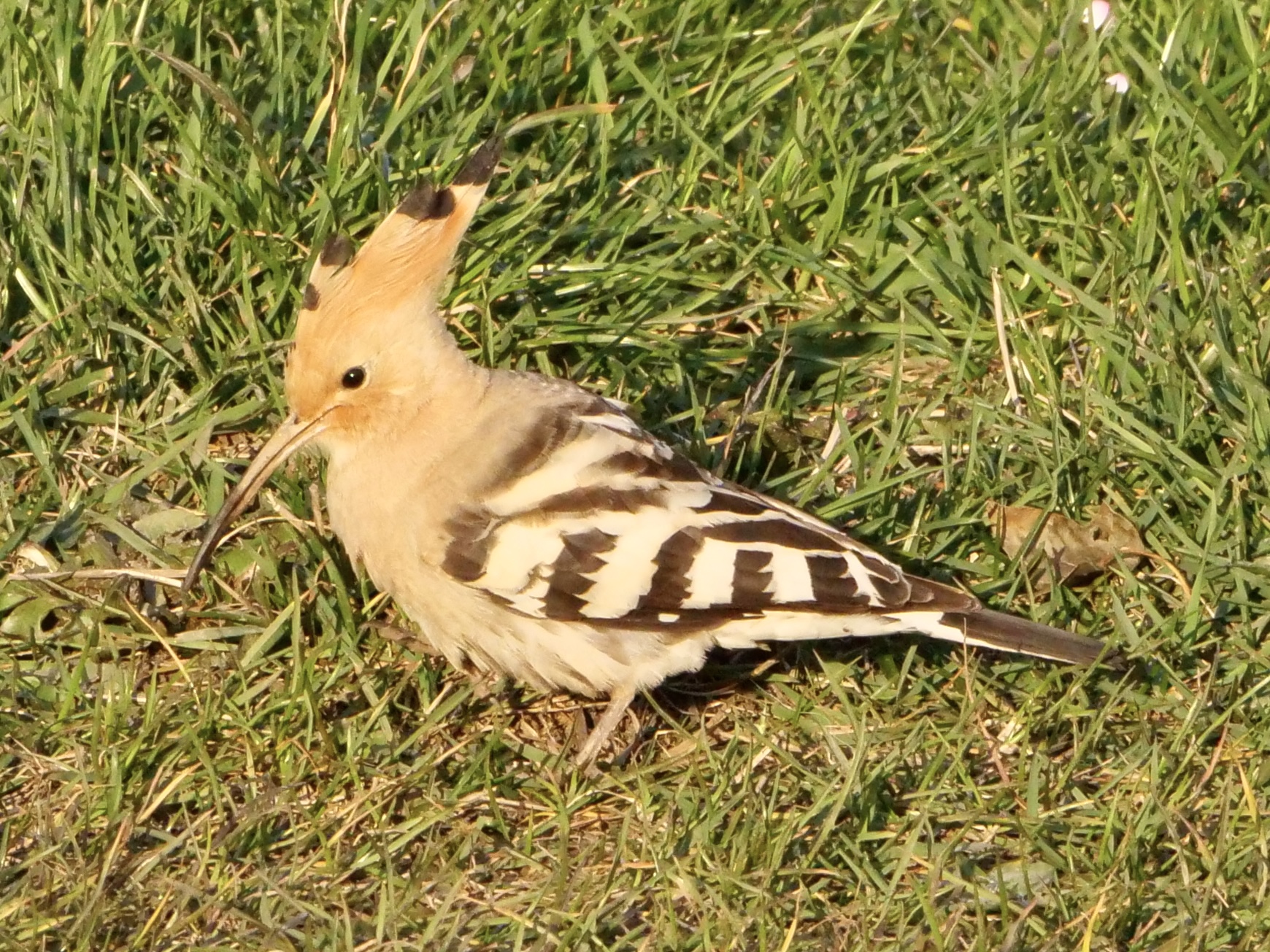 hoopoe2_brhd_01042025_pmw.jpeg